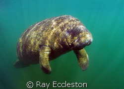 Little Manatee .Taken at Crystal River FL. by Ray Eccleston 